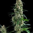 Amnesia Gold - unidad - Pyramid Seeds