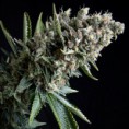 Nefertiti - unidad - Pyramid Seeds